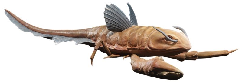Blue-finned Crayfish (Aquatic Crustacean)