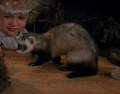 Endor Ferret