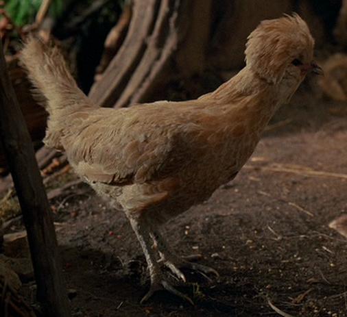 Endorian chicken