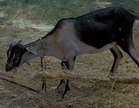 Endorian goat