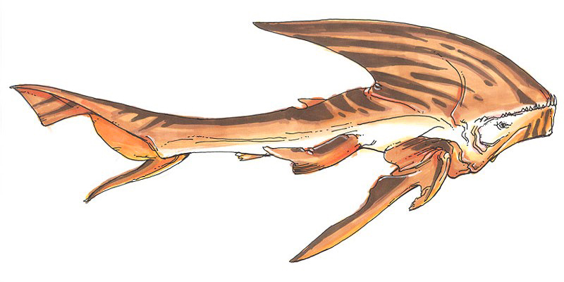 FIRAXAN SHARK
