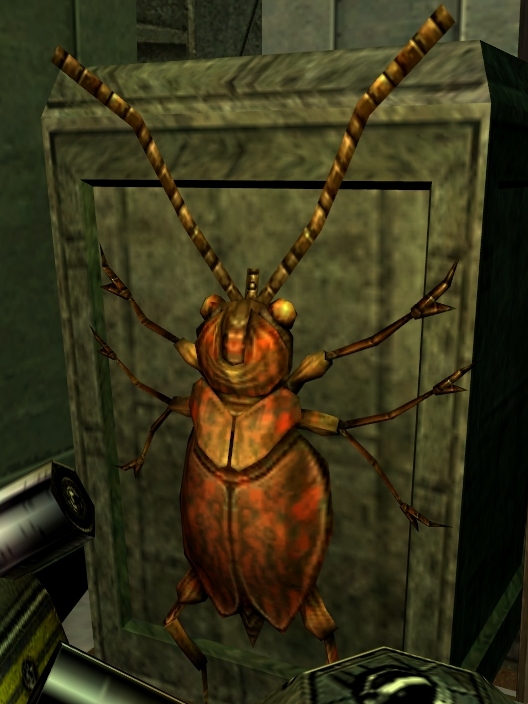 Flame beetle