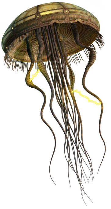 Hydroid Medusa
