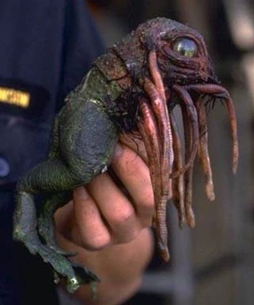 Klatooine Paddy Frog (Edible Amphibian)