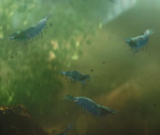 Krill
