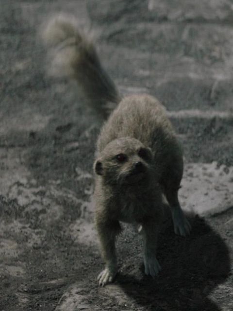 Lava meerkat