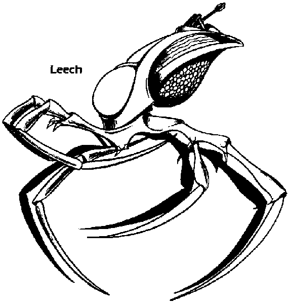 GTW-43 Leech Cannon