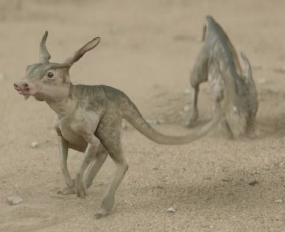Scurrier (Rodent Scavenger)