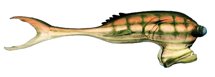 See (Scalefish)