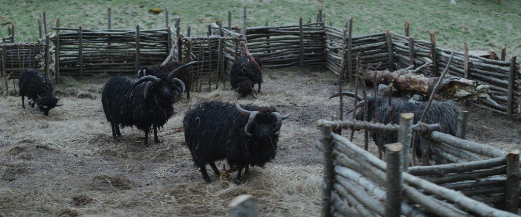 Dray (Aldhani Livestock)