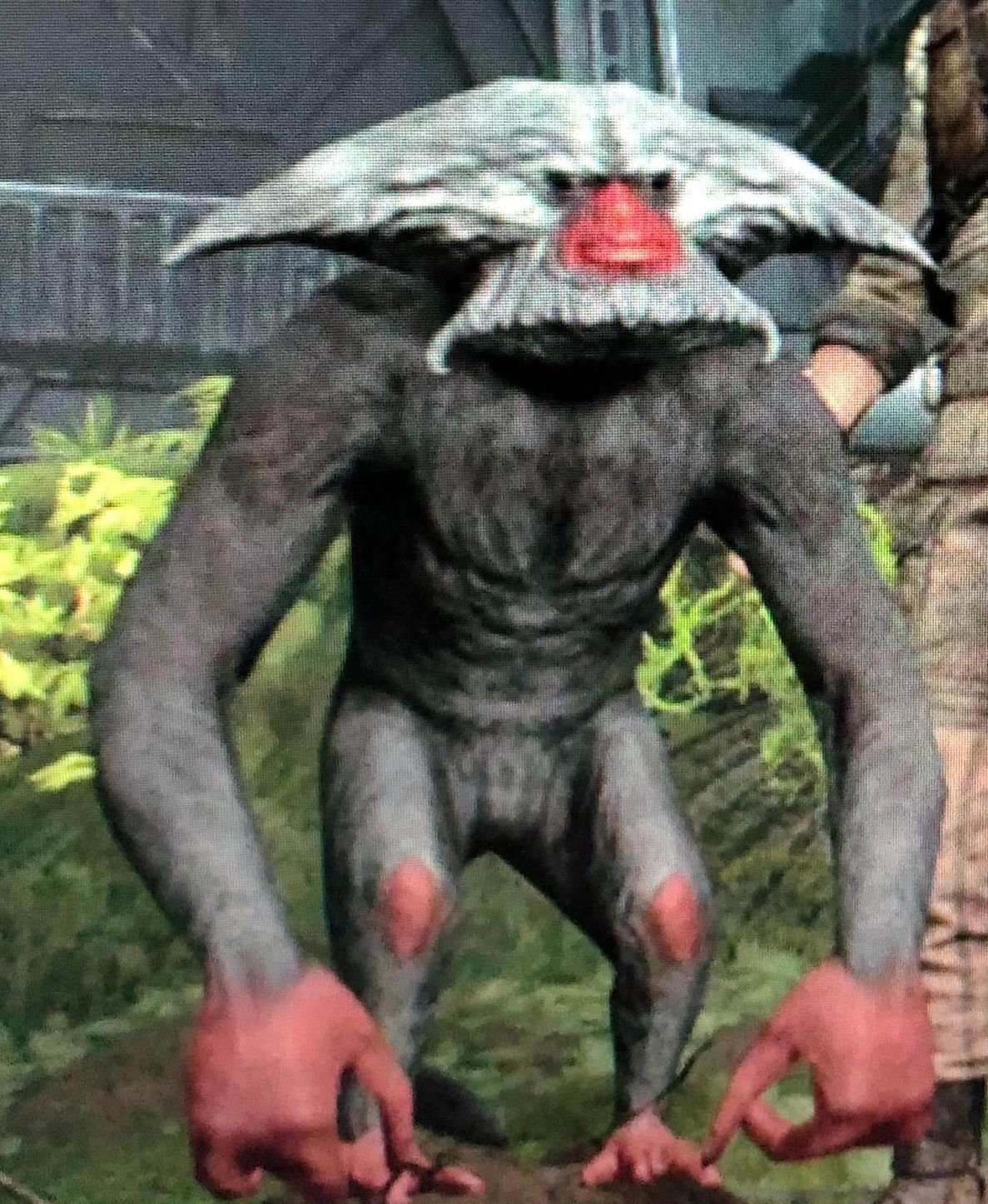 Tach (Frugivore Primate)