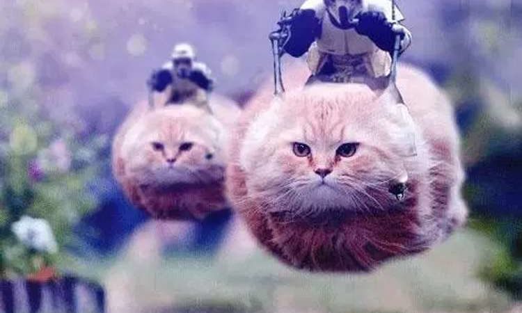 Zoomies (Riding Feline)